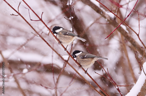 A couple of small birds are sitting on a thin twig, hiding from the snowstorm..