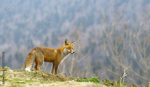 A fox on the edge of a cliff, in a light rain...against the background of a distant forest...