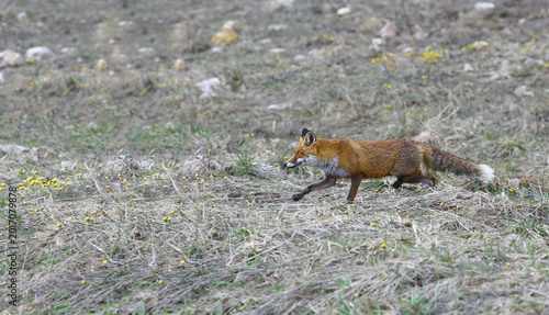 A fox running along a rocky mountain slope....
