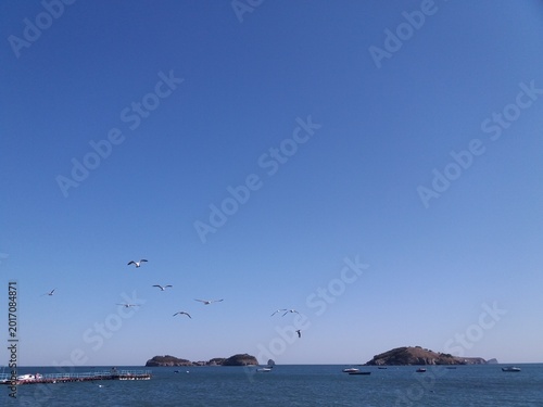 Photography Seagulls are foraging on the sea