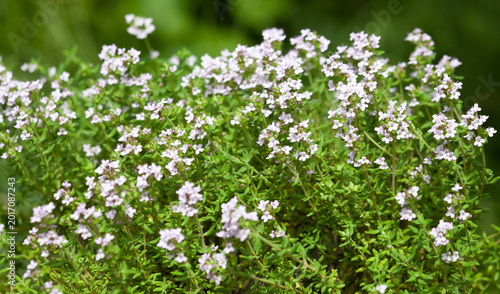 Thyme in a garden bed. Growing fragrant herbs. Medicinal plants