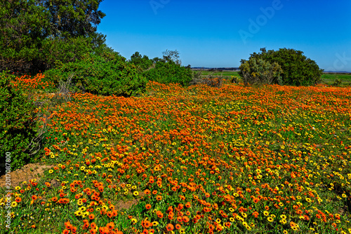 Green farmland covered with orange and yellow daisies in the countryside on the west coast near Velddrif in the Western Cape, South Africa