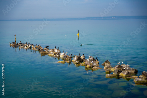 Great cormorants and seagulls resting on coastal breakwater rocks in the Baltic Sea near Sellin on Rugen island, Germany. Peaceful wildlife and marine nature concept.