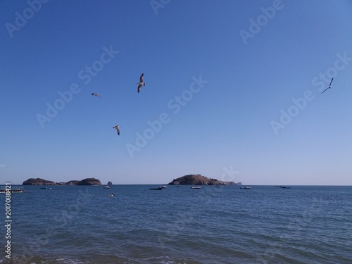 Canvas Print Seagulls are foraging on the sea