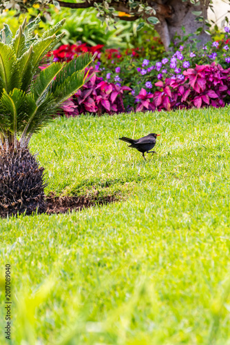 Turdus merula pertenece a la familia Turdidae.