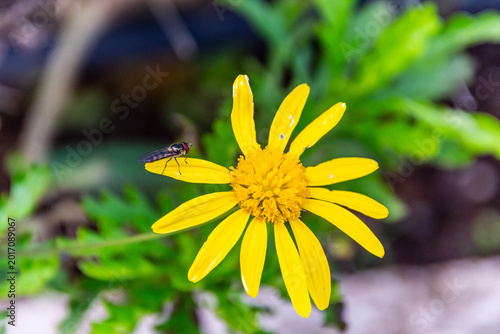 Foto Euryops chrysanthemoides pertenece a la familia Asteraceae.