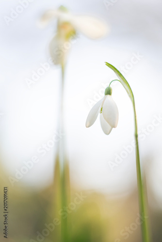 Galanthus - Snowdrops
