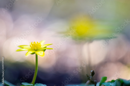 Ficaria verna subsp. verna - lesser Celandine, a beautiful spring bloomer
