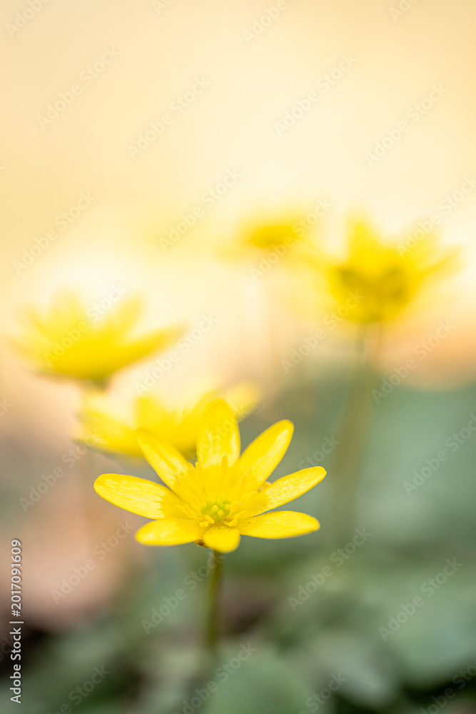Obraz premium Ficaria verna subsp. verna - lesser Celandine, a beautiful spring bloomer