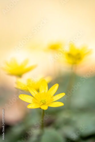 Ficaria verna subsp. verna - lesser Celandine, a beautiful spring bloomer
