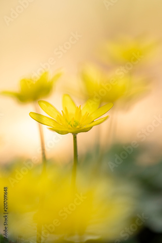 Ficaria verna subsp. verna - lesser Celandine, a beautiful spring bloomer