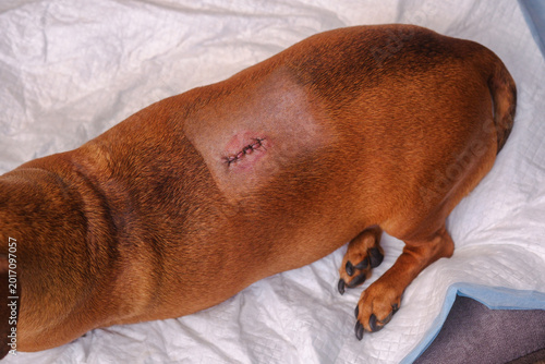 Fotografi Dachshund dog recovering from surgery on white bedding