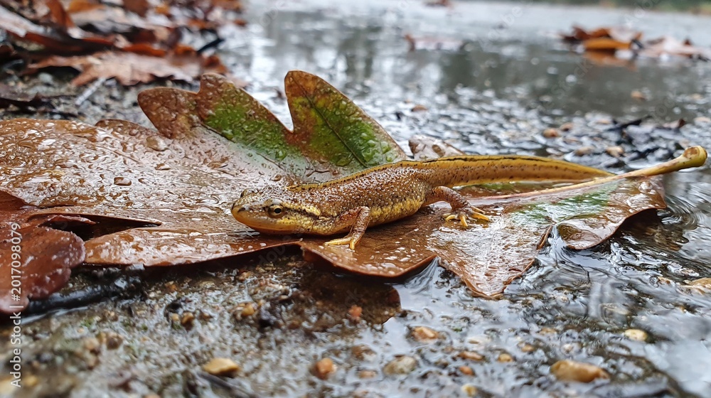 Fototapeta premium Salamander on Leaf After Rainfall