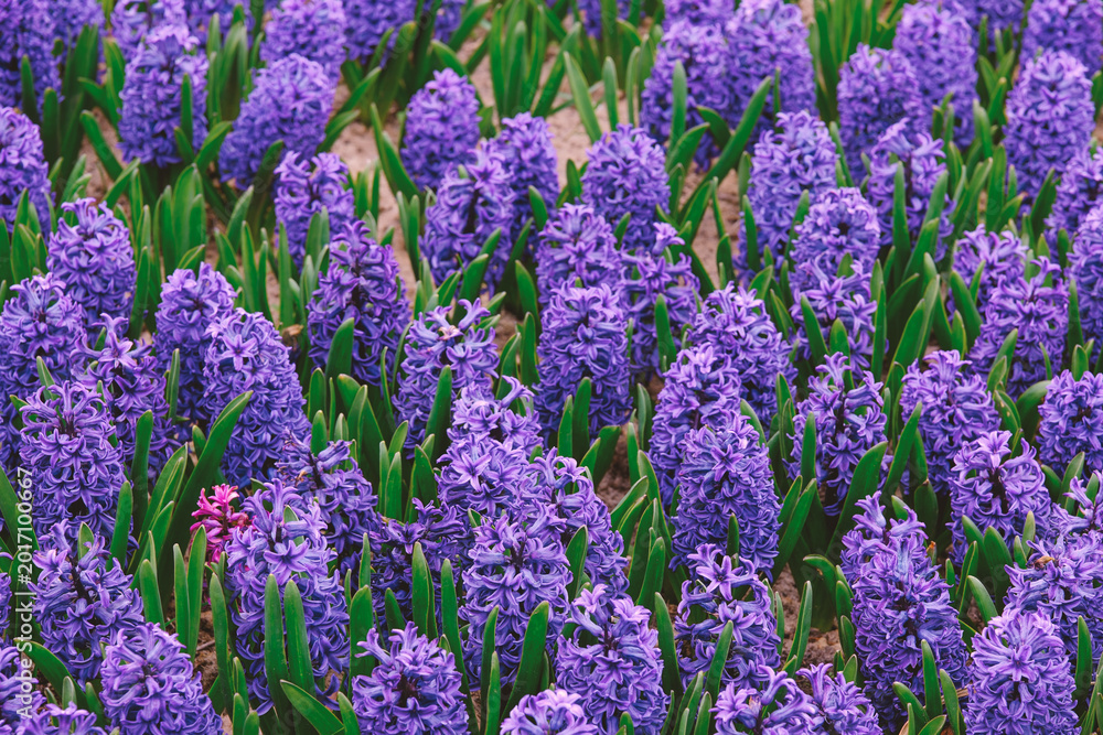 Fototapeta premium Hyacinth flowers growing in a garden bed