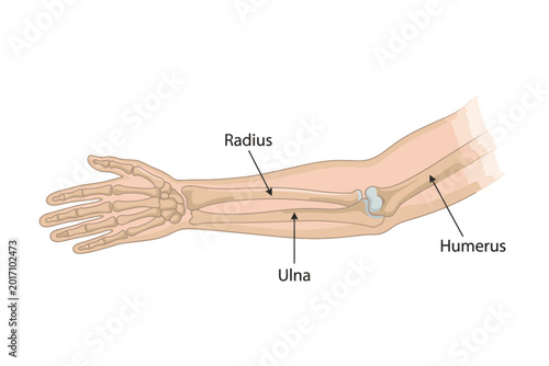Obraz na płótnie Human Arm Anatomy Diagram with Labeled Radius Ulna and Humerus Bones