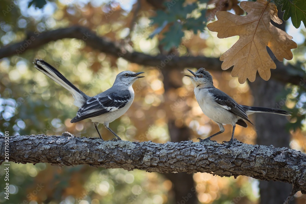 Fototapeta premium Two Birds Singing on a Tree Branch