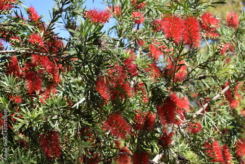 Bild auf Leinwand Abundant red bottlebrush flowers blooming on branches in a bright mediterranean