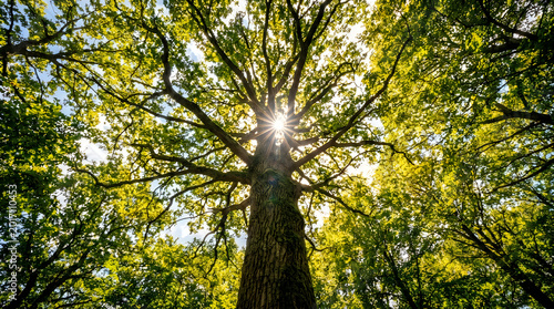 Majestic tree with sunlight filtering through leaves