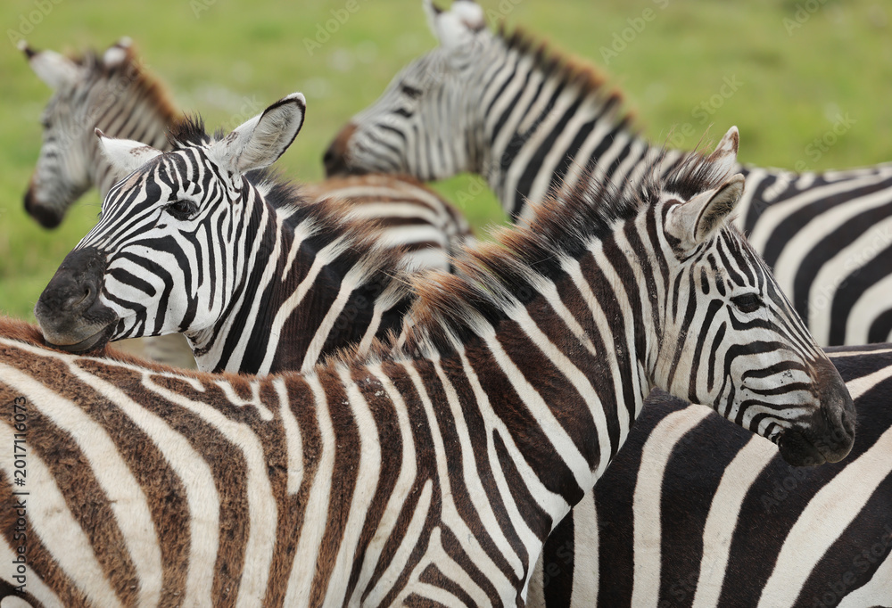 Fototapeta premium Zebras in wild