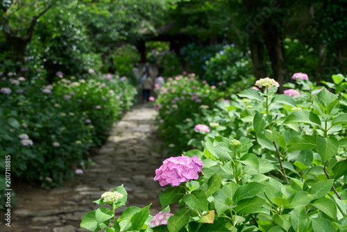 Photos アジサイに囲まれた小径
