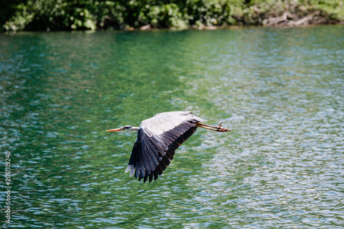 Heron in flight