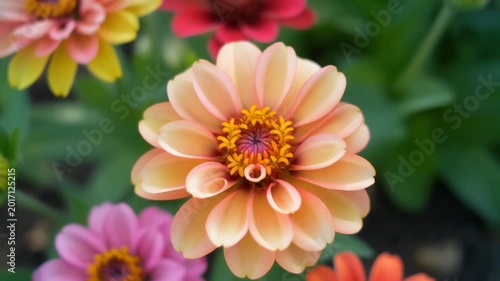 Time-lapse of an Orange Zinnia Flower Blooming