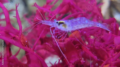 Aquarium blue dream shrimp in fish tank doing her routine