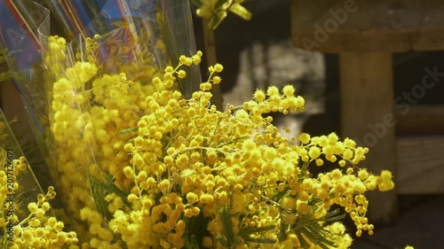 Spring mimosa plants for sale outdoors