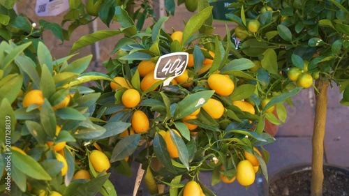 Fresh kumquats growing on potted citrus tree