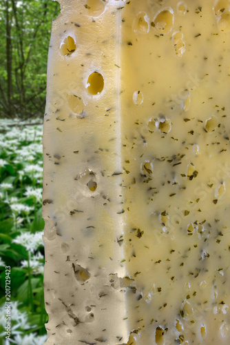 Tableau sur toile Close up shot of a slice of wild garlic cheese on a background of wild garlic