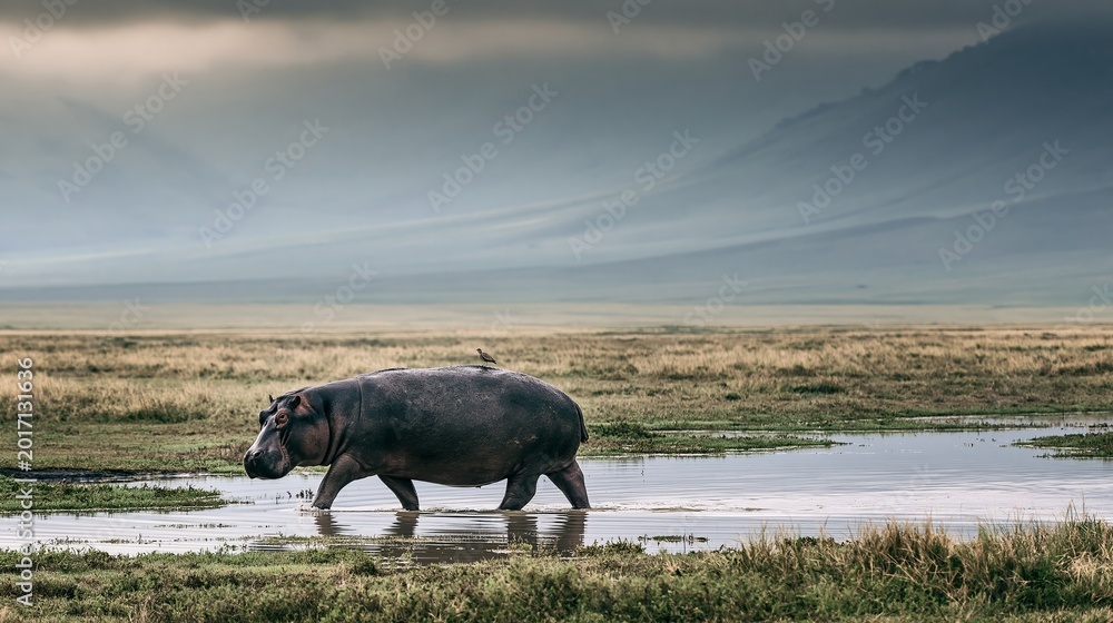 Fototapeta premium Hippo walks through the wet savanna with a bird on its back. Ngorongoro Crater, Tanzania.