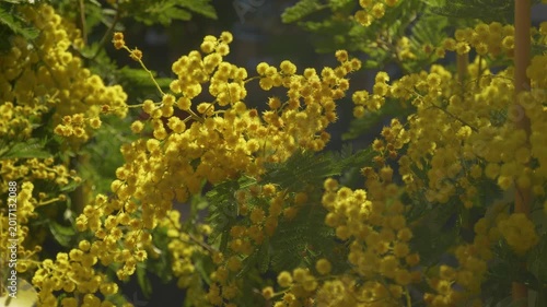 Decorative mimosa with yellow fluffy flowers
