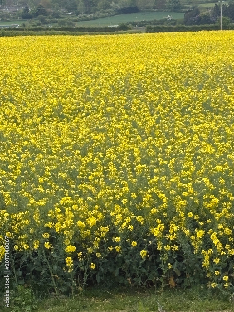 Obraz premium Expansive field of vibrant yellow rapeseed flowers stretching across the rural countryside under natural daylight, capturing the beauty of agricultural farmland and seasonal bloom.