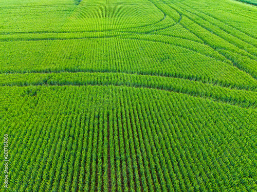 Принти на полотні Wheat field stretches across the land under a clear sky during the daytime hours