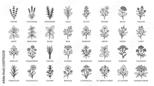 Herbs botanical line icons set with detailed sprigs, leaves and flowers for garden labels and infographic design