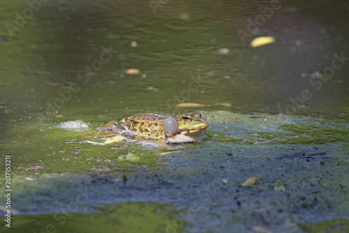 Cuadro en lienzo Wasserfrosch beim Quaken