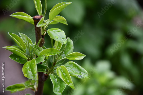 Tableau sur toile Close-up of a pear on a small tree, rows of saplings blur in the background unde