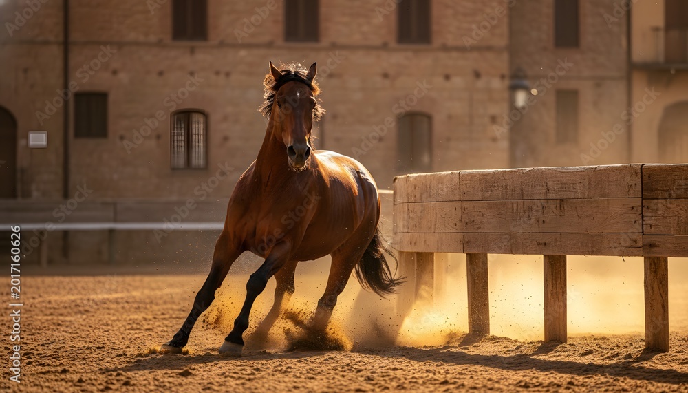 Obraz premium Powerful brown horse racing around an obstacle in a dusty arena during the traditional Italian Il Palio horse race event for a competitive heritage concept