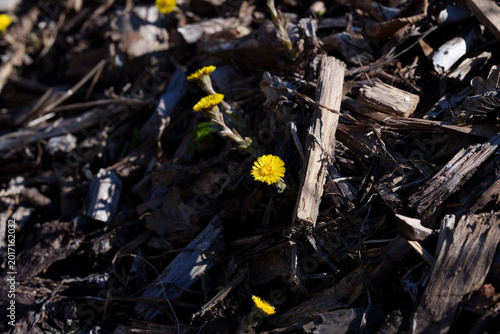 Bild auf Leinwand Yellow colt's foot flower Tussilago warfare Early spring
