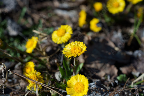 Foto Yellow colt's foot flower Tussilago warfare Early spring