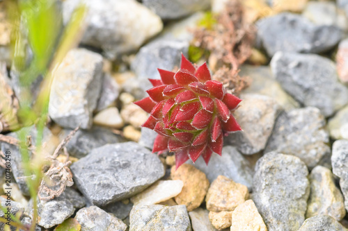 Fotografie Vibrant red succulent plant with fuzzy edges nestled among grey stones