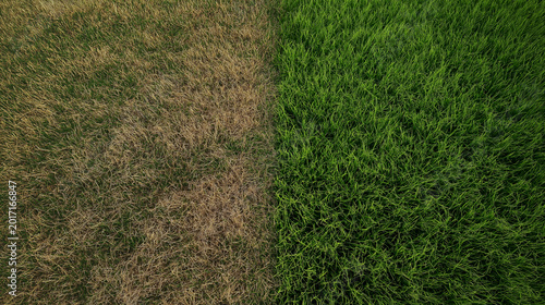 A split aerial view comparing a patch of dead, brown grass with a vibrant, healthy green lawn, illustrating the difference after care or treatment.