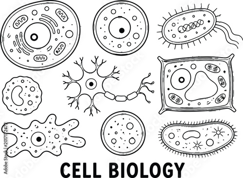 Black and white of cell biology with mitochondria, golgi apparatus, endoplasmic reticulum, and lysosomes