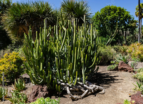 Tropical succulent garden landscape at Huntington Library Los Angeles California with agave palms rocks and blue sky sunny summer nature
