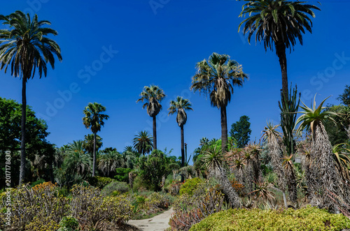 Tropical succulent garden landscape at Huntington Library Los Angeles California with agave palms rocks and blue sky sunny summer nature