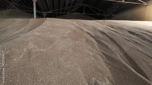 Huge pile of harvested wheat grains inside a large agricultural warehouse. Concept of bountiful harvest, food production, commodity trading, and agribusiness industry.