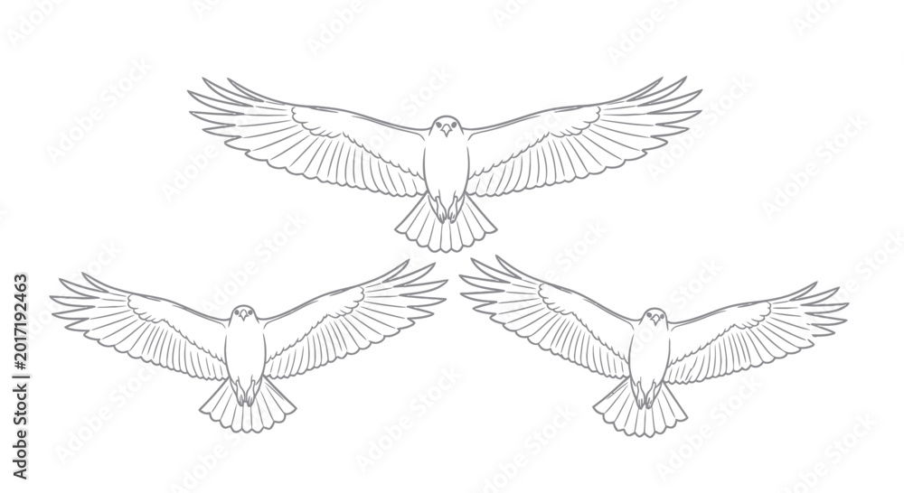 Fototapeta premium Three Hawks Flying Wings Spread Line Drawing Illustration