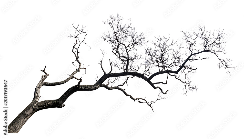 Fototapeta premium gnarled bare tree branch with delicate sparse leaves against white background, natural texture, isolated detail