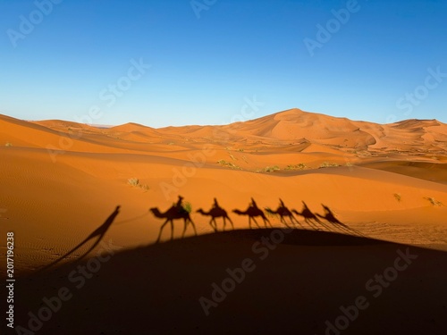 Berber cameleer leads a group of camel riders in desert