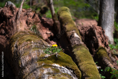 Tiny Dandelions Growing On Fallen Forest Tree